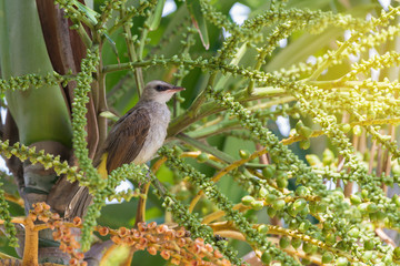 Juvenile cute bird perching on palm tree.
Fledgling hungry bird,Yellow-vented bulbul ( Pycnonotus goiavier ) looking for palm fruits.