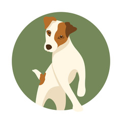 Jack Russell dog vector illustration style Flat