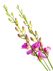 Fototapeta na wymiar beautiful pink orchid flower bud isolated on white background