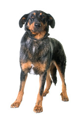 beauceron dog in studio