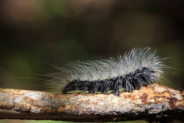 Hairy caterpillar dew covered and crawl on bark