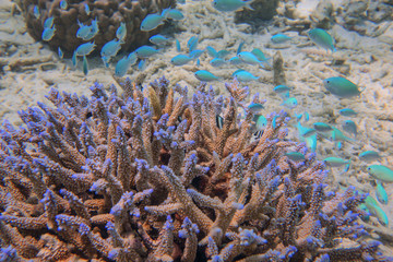 School of small blue fishes beside coral bush