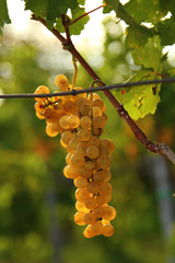 Yellow grape
