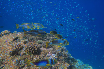School of colorful fishes near coral bay beside Maldives islands