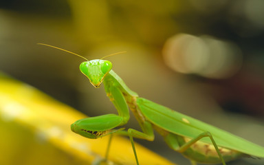 Grasshopper species Hierodula patellifera on a green background