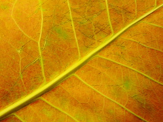 close up of colorful textures leaf colors