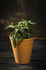 Kräutertopf, Salbei auf schwarzen Holzbalken