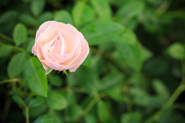 Close up beautiful pink rose