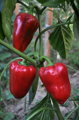 Sweet pepper that grows on a bush in the garden