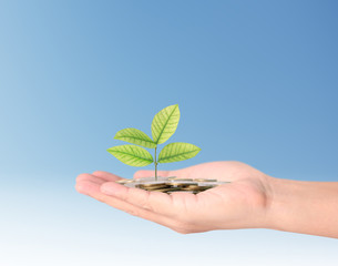 plant growing from coins  in hand