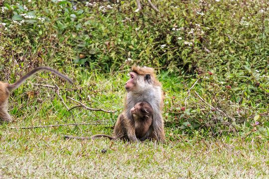 Sri-Lankan toque macaque