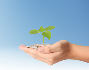 plant growing from coins  in hand