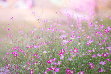 Mini romantic pink spring flowers