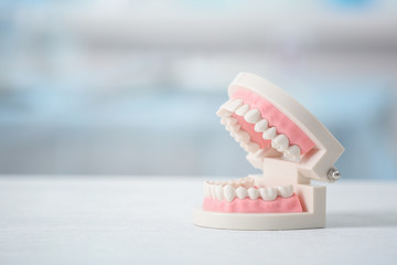 Artificial jaw model on table