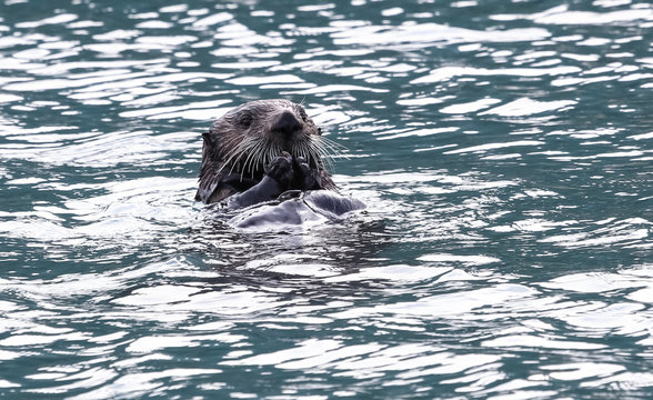 Sea otter swimming on its back, typical behavior, Kenai Fjords National Park, Alaska