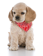 adorable cocker spaniel puppy wearing bandanna
