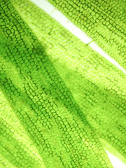 zoom microorganism algae