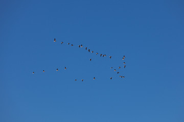 Migratory birds near Rocky Mountain National Park in winter, USA