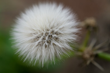 Macro of white flower