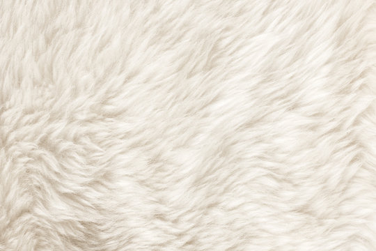 Fur Texture./Fur Texture