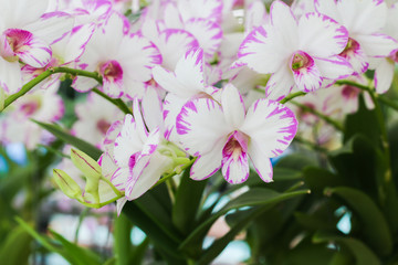 Fototapeta premium orchids, orchids purple Is considered the queen of flowers 