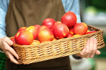 Female hands holding apples in market