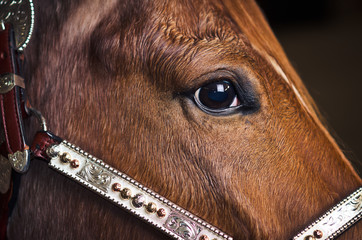 Closeup of a brown horse with bridle - Powered by Adobe