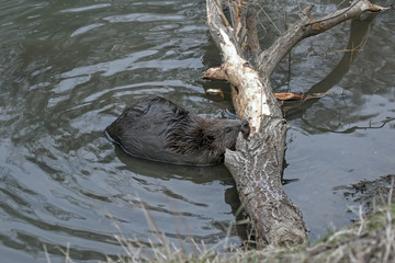 Eurasian beaver (Castor fiber) © avs_lt