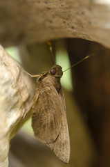brown butterfly