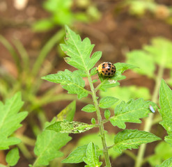 insect 
