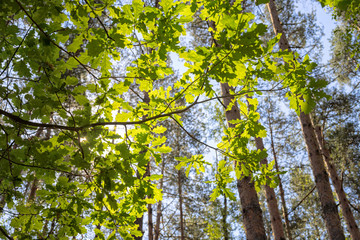 Sunny oak tree branch in back lit against blurred forest background

