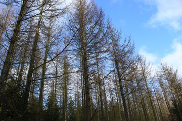 Fototapeta premium winter forest