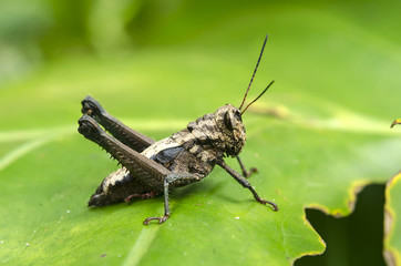 grasshopper