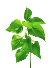 green spring leaves branch isolated on white