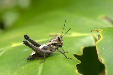 grasshopper