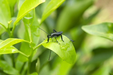 small black insects