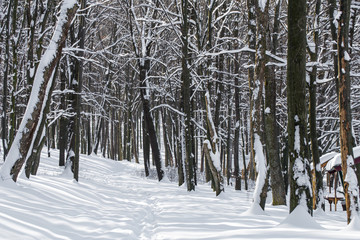 beautiful winter forest
