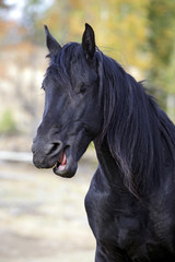 Portrait of Frisian Stallion laughing