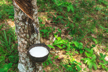 Rubber plantation in the morning, Krabi Province, Thailand