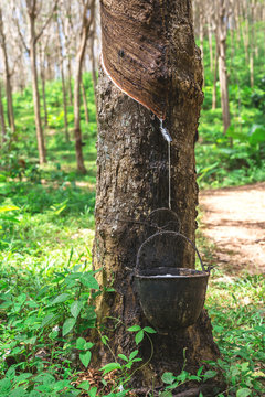 Rubber plantation in the morning, Krabi Province, Thailand