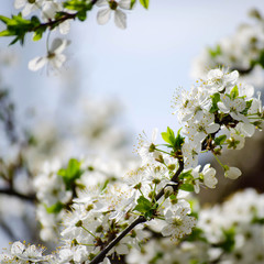 Flowering branches of cherry in the spring