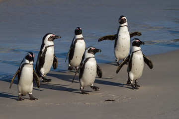 Obraz premium African Penguin, Boulders Beach