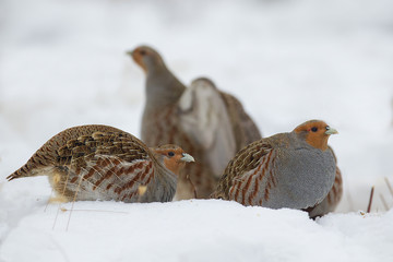 group of partridges