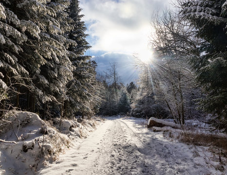 Fototapeta A path in a winter forest