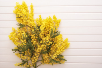 Fresh mimosa flower on wooden table