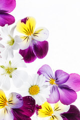pansies flowers