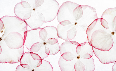 hydrangea petals isolated
