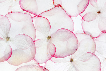 hydrangea petals isolated