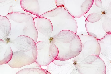 Vlies Fototapete Hortensie Hortensienblüten isoliert