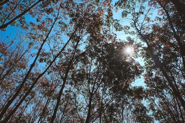 tree leaves are displaced in thee winter